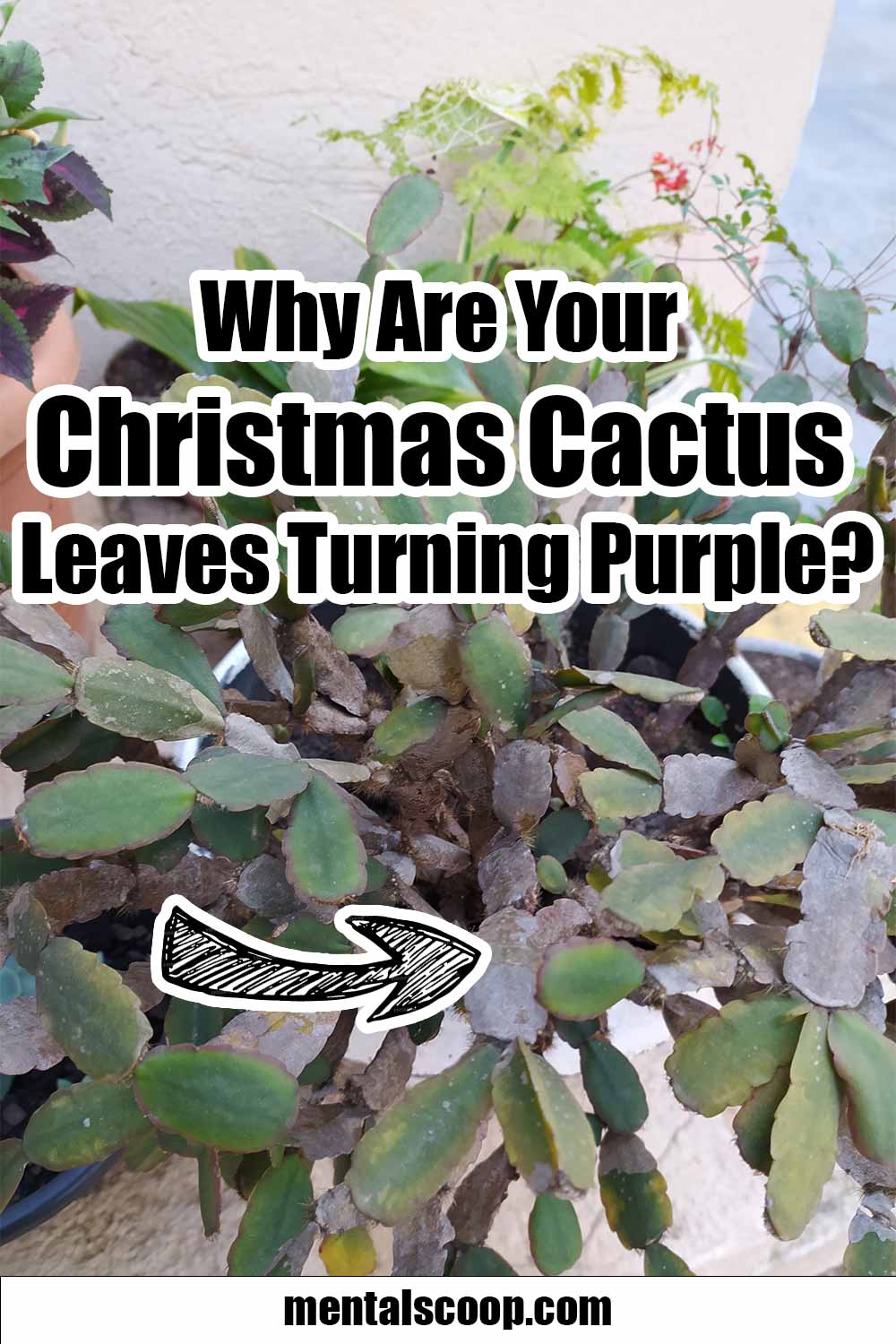 Why Are Your Christmas Cactus Leaves Turning Purple? - Mental Scoop