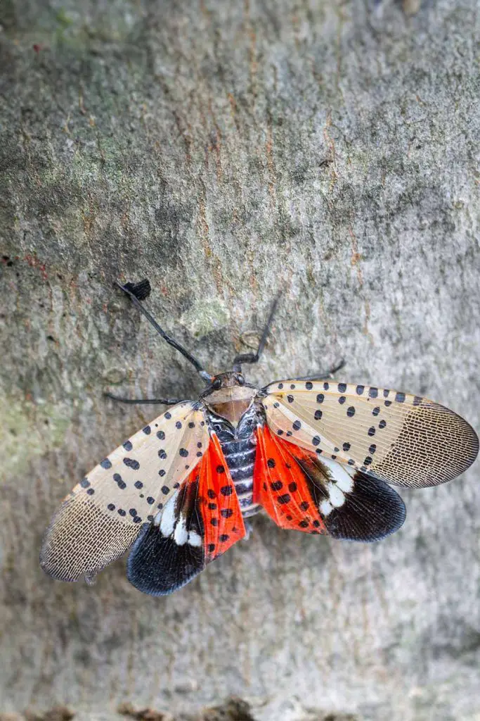 Make Sure You Keep An Eye Out For This Insect & How To Get Rid Of Them ...