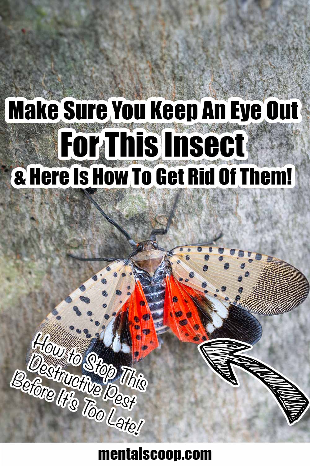 Make Sure You Keep An Eye Out For This Insect & How To Get Rid Of Them ...