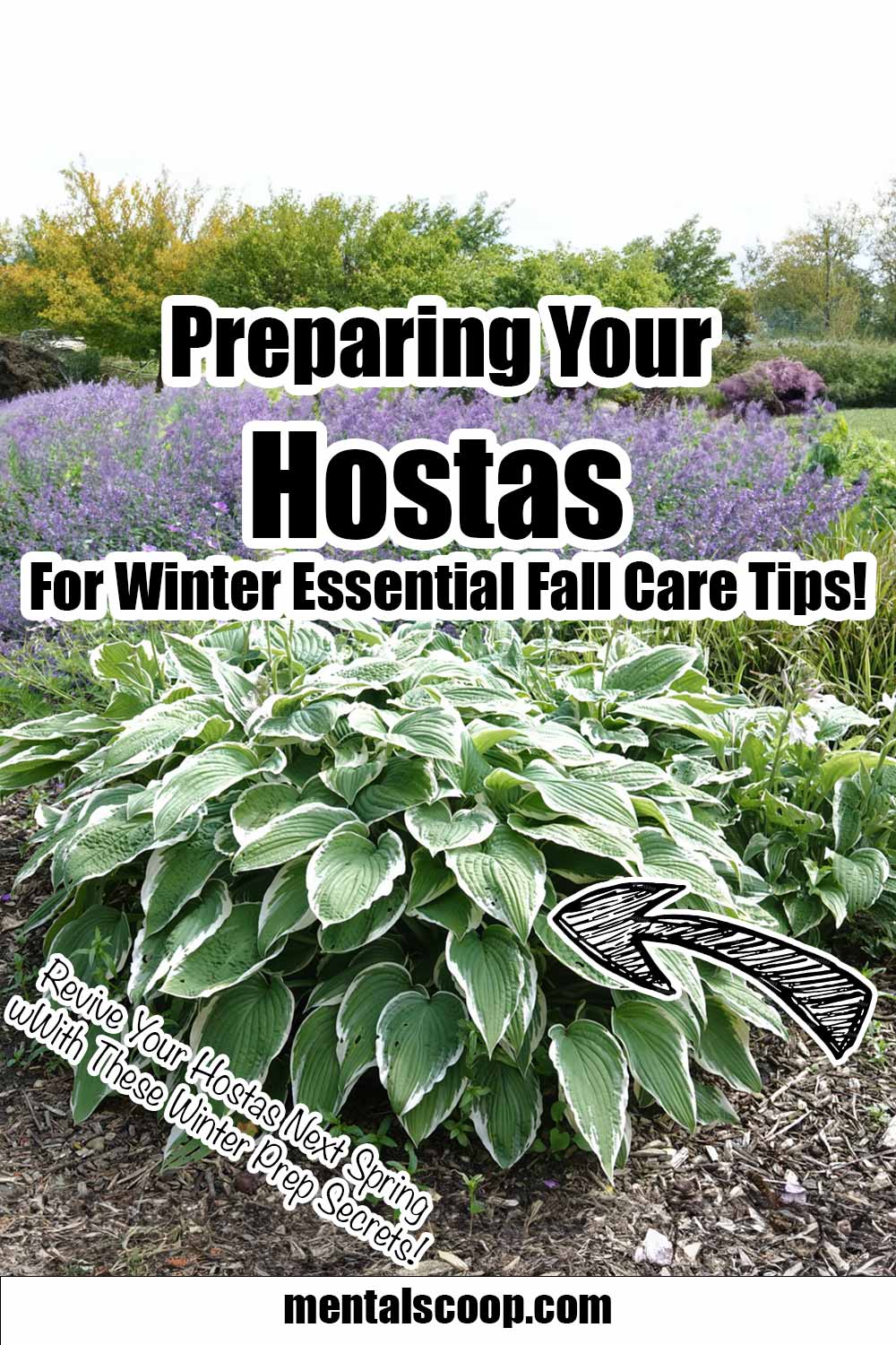 Preparing Your Hostas for Winter: Essential Fall Care Tips - Mental Scoop