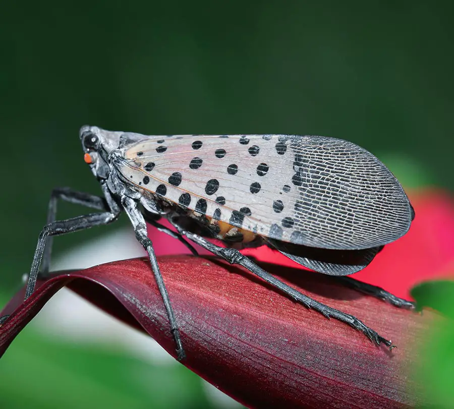 Make Sure You Keep An Eye Out For This Insect & How To Get Rid Of Them ...